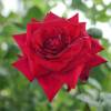 Rosal 'Edith Piaf'