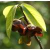 Asimina triloba Pawpaw