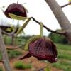 Asimina triloba Pawpaw