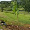 Asimina triloba Pawpaw