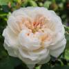 Rosal 'Glamis Castle'