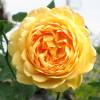 Rosal 'Golden Celebration'