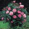 Rosal 'Mary Rose'