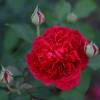 Rosal 'William Shakespeare 2000'