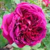 Rosal 'William Shakespeare 2000'