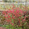Grosellero ornamental