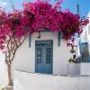 Buganvilla malva