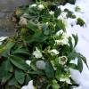 Rosa de Navidad 'White lady spotted'