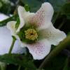 Rosa de Navidad 'White lady spotted'