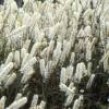 Hierba de San Cristbal 'White Pearl'