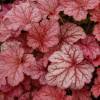 Heuchera 'Berry smoothie'