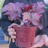 Heuchera 'Berry smoothie'