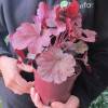 Heuchera 'Berry smoothie'