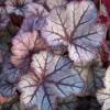 Heuchera 'Guardian Angel'