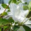 Azalea japonesa 'Schneewitchen'