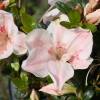Azalea japonesa 'Sir Robert'