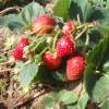 Fresas 'Mount Everest'