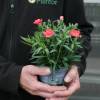 Clavel coronado rosa salm�n