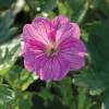 Geranio 'Blushing Turtle'