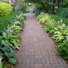 Hosta 'Devon Green'