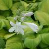 Hosta Guacamole'