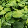 Hosta Guacamole'