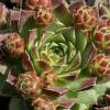 Barba de Jove sempervivum