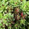 Barba de Jove sempervivum