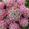 Barba de Jove sempervivum