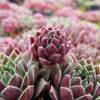 Barba de Jove sempervivum