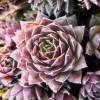 Barba de Jove sempervivum