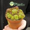 Barba de Jove sempervivum