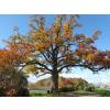 Roble blanco de Am�rica