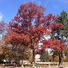 Roble blanco de Am�rica