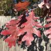 Roble blanco de Am�rica