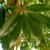 Roble con hojas de bamb�