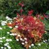 Heuchera 'Marmalade'