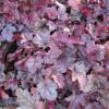 Heuchera 'Shangai'