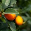 Kumquat