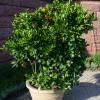 Calamondn