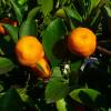 Calamondn