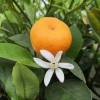 Calamondn