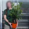 Calamond�n