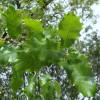 Roble carrasque�o, Quejigo