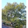 Roble carrasque�o, Quejigo