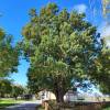 Roble carrasque�o, Quejigo