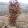 Carpe Trufero - Tuber Melanosporum