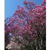 Magnolio caduco