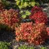 Nandina enano 'Fire Power'