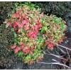 Nandina enano 'Fire Power'